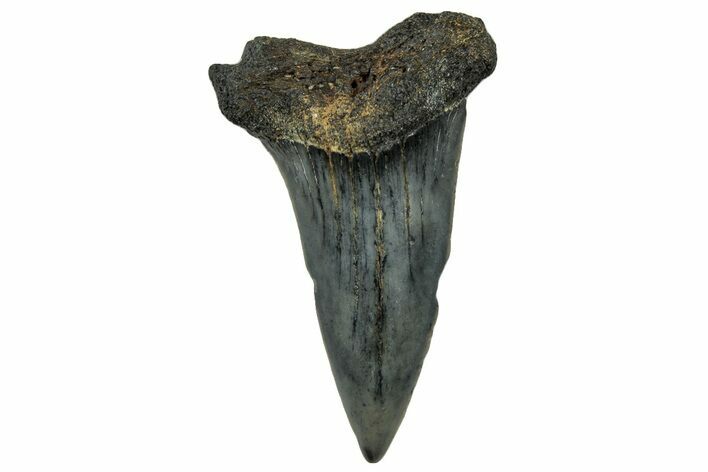 Fossil Mako Tooth - Lee Creek (Aurora), NC #300591